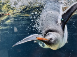 2025 Animal 1st Place, Maya Witriol, Lake Washington