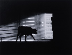 2025 Animal 2nd Place, Natalie Hollow-Bist, Port Townsend