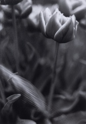 2025 Traditional Black & White Finalist, Nia Mittal, Inglemoor