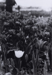 2025 Traditional Black & White Finalist, Nia Mittal, Inglemoor
