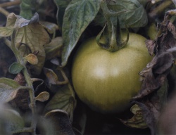 2025 Still Life 5th Place, Kaylee Nieshe, Concrete