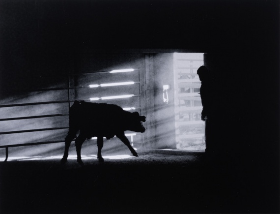 2025 Animal 2nd Place, Natalie Hollow-Bist, Port Townsend