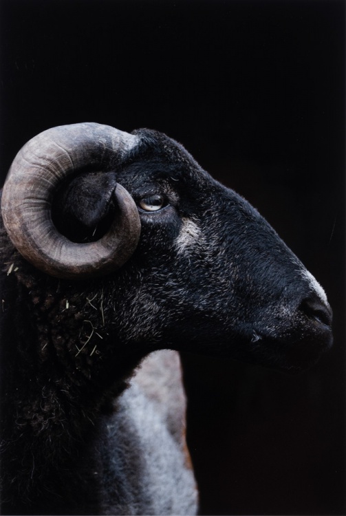 2025 Animal 4th Place, Eashan Gadhiraju, Eastlake