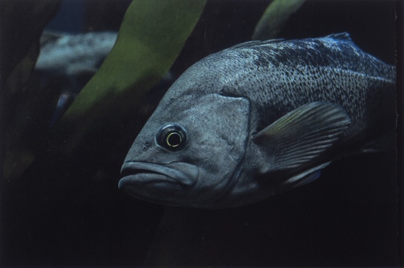 2025 Animal Finalist, Alan Ramirez, University Prep