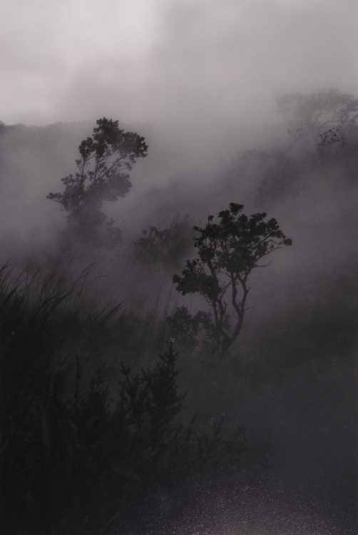 2026 Landscape 5th Place, Yi-Ning Mei, Eastlake